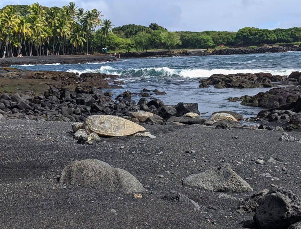4 green turtles basking on Punalu'u Black Sand Beach