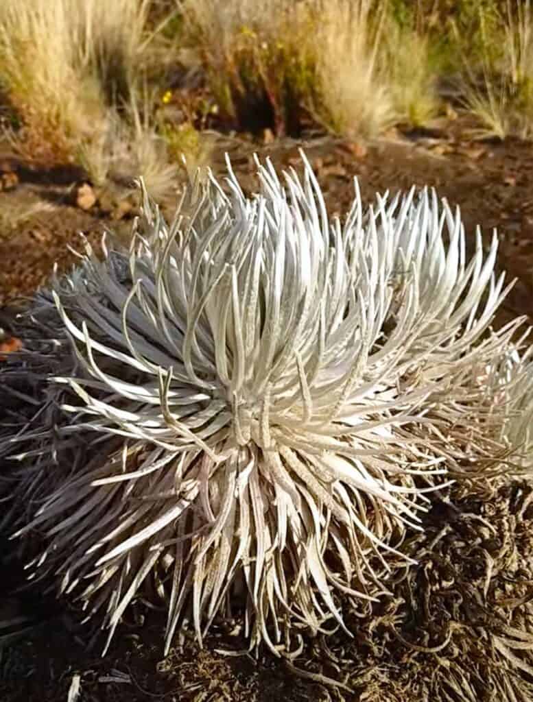 close up of Mauna Kea silversword, a silvery plant that is like a spikey ball