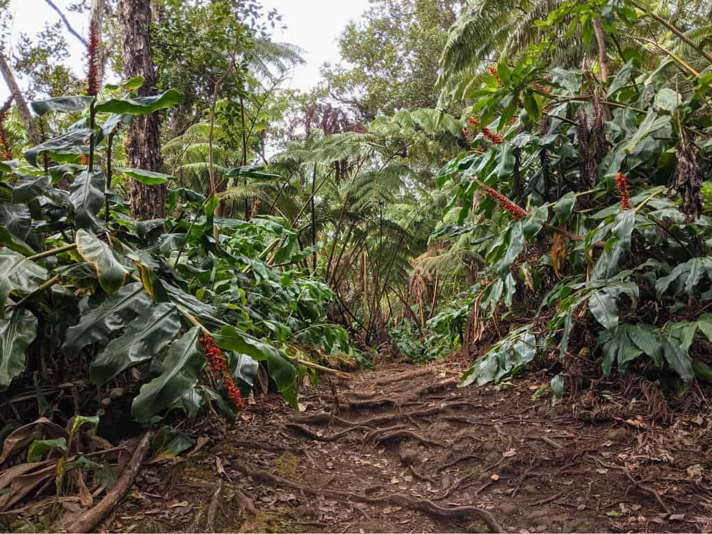 Makuala O’oma Trail with thick tropical vegetation and root-laden paths
