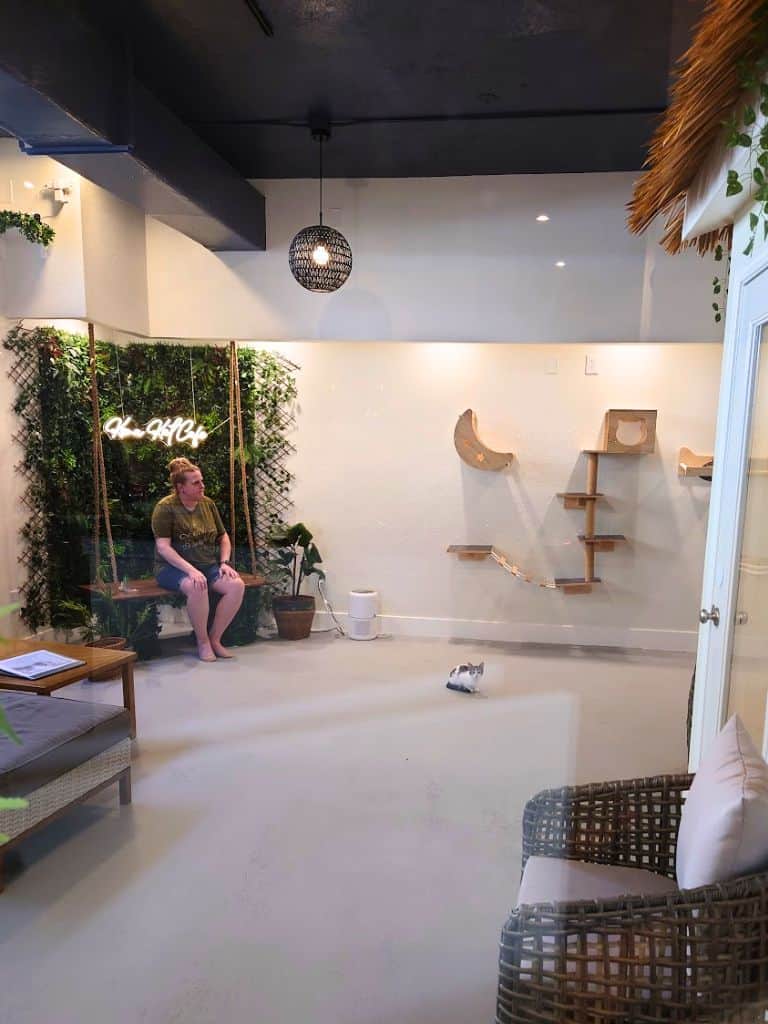 Kona Kat Cafe's "catio" with a cat in the center and a person sitting on a chair