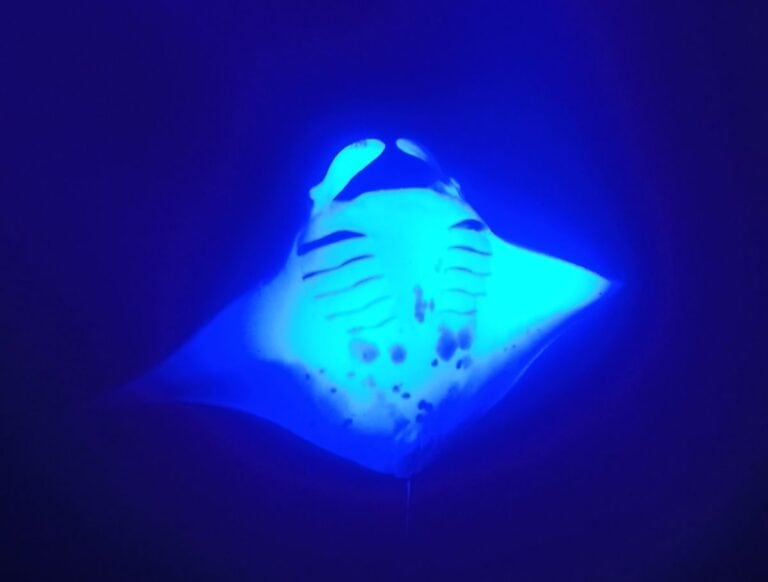 Sea Paradise Manta Ray Night Snorkel Review