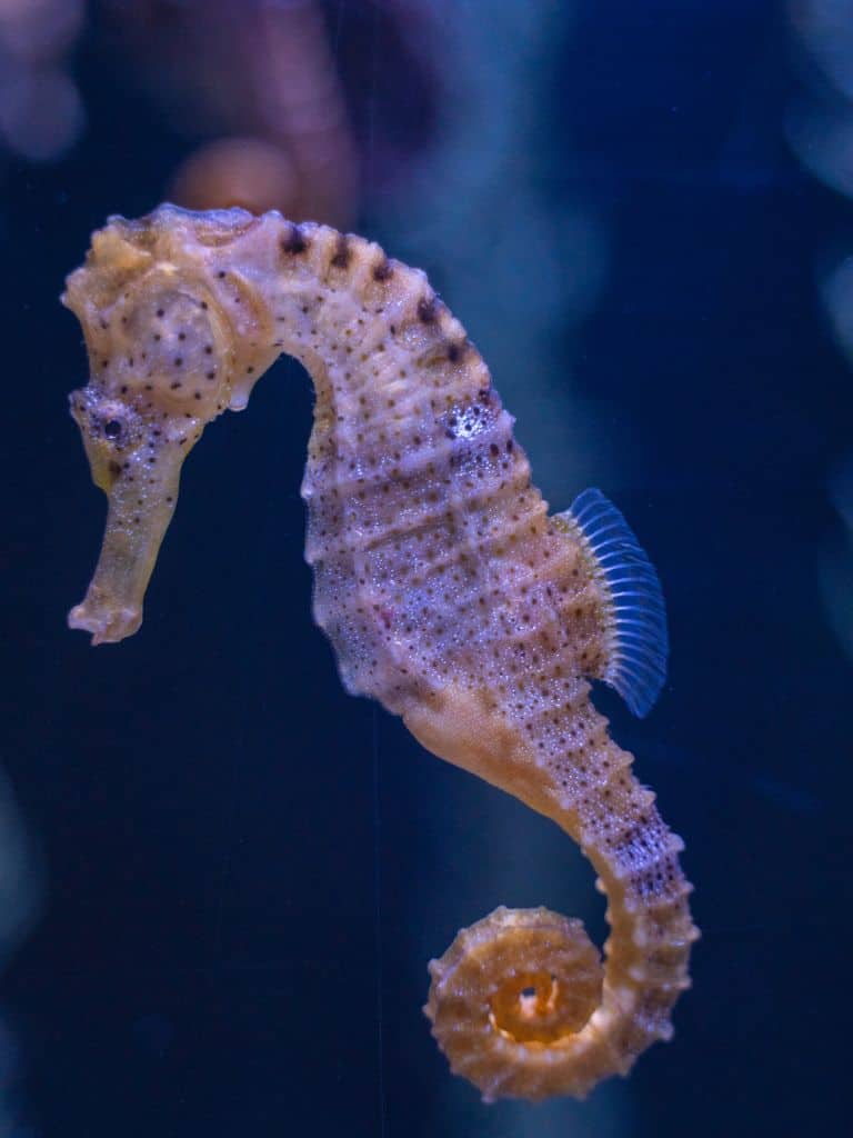 closeup of a seahorse