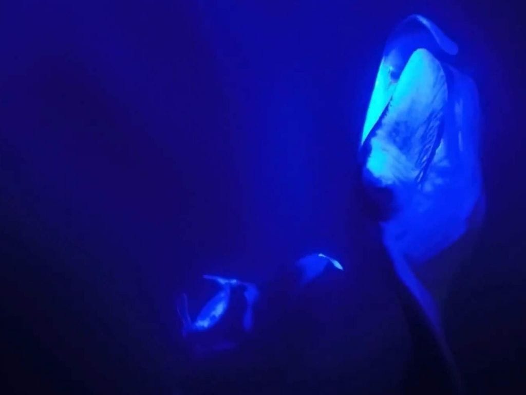 View of the manta rays I saw