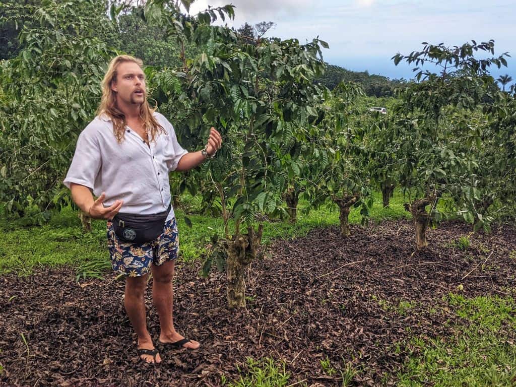 A guide stands in a lush coffee farm on the Big Island surrounded by rows of coffee plants and tropical greenery. Visiting a local coffee plantation is a unique cultural stop to include in a big island itinerary 4 days trip.