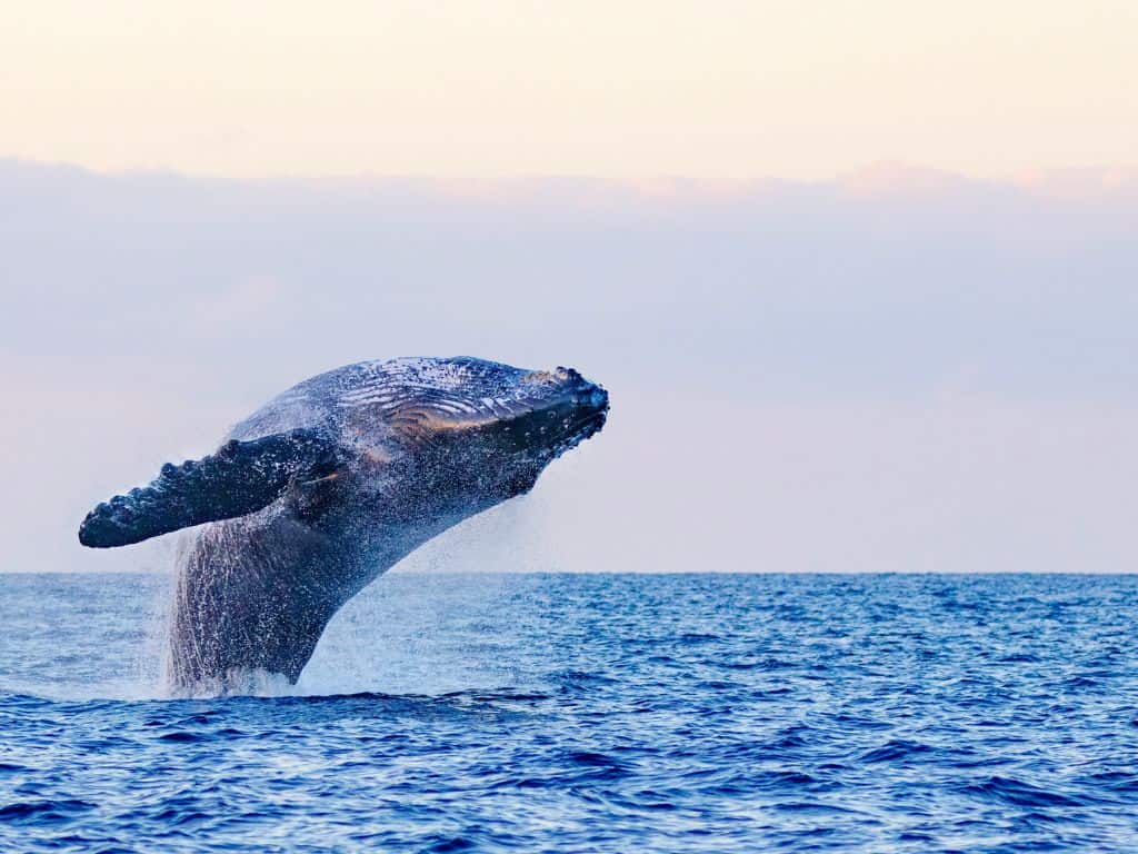 Humpback whale breaching with ocean horizon