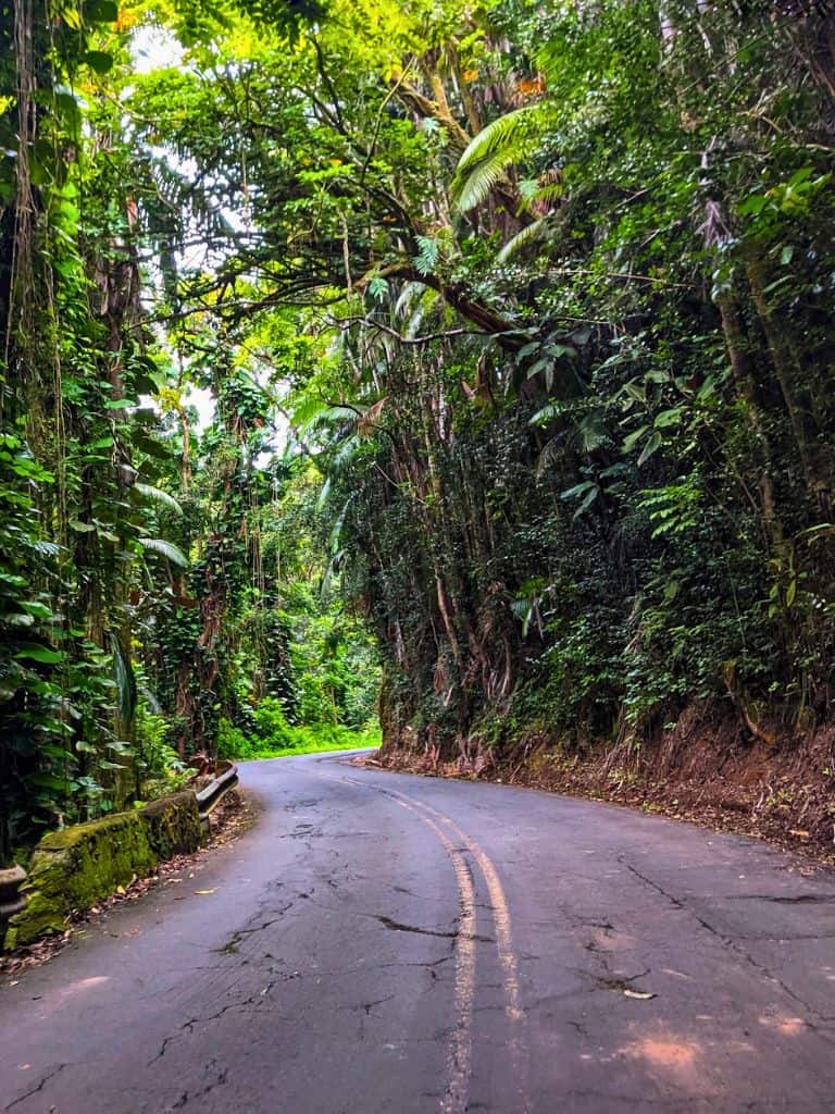 Road on the Pepe'ekeo scenic drive with towering tropical trees on both sides of the road