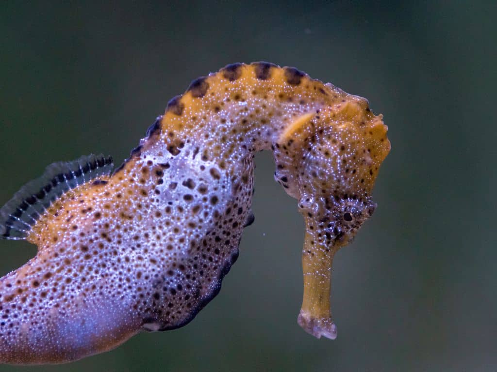 closeup of seahorse face