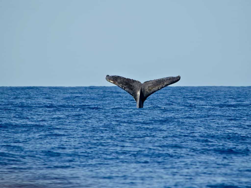 Humpback whale tale again ocean horizon