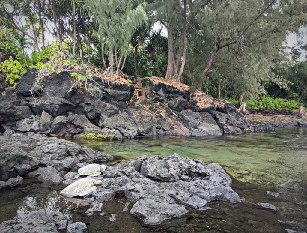 Sea turtles resting on dark volcanic rocks beside a clear tidal pool surrounded by tropical trees and greenery along the coast in Hilo Hawaii. Spotting turtles in natural coastal habitats like this is a memorable wildlife experience and one of the best things to do in Hilo Hawaii.