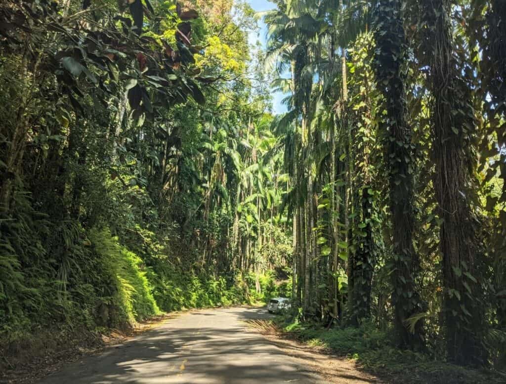 Narrow road winding through dense tropical jungle lined with tall palm trees and thick green foliage in Hilo Hawaii with sunlight filtering through the canopy. Driving scenic rainforest roads like this is a peaceful and immersive way to experience nature and one of the relaxing things to do in Hilo Hawaii.