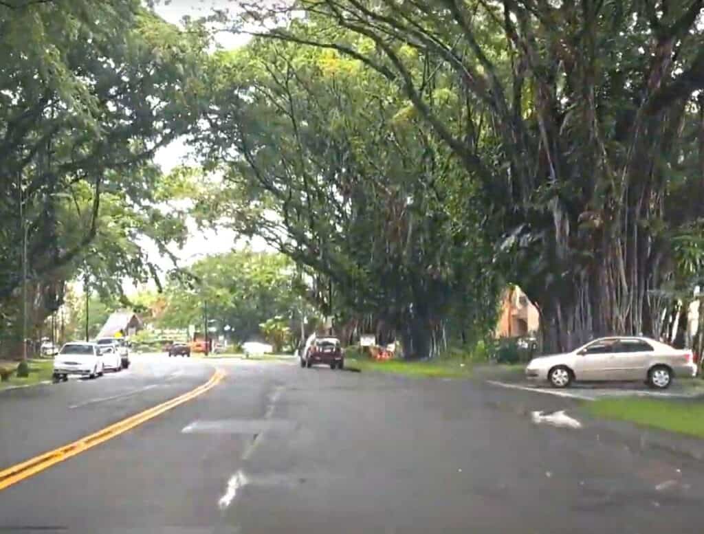 Road lined with tall arching banyan trees creating a shaded canopy over passing cars in Hilo Hawaii with lush greenery on both sides. Driving along scenic tree lined streets like this is a relaxing way to explore and one of the enjoyable things to do in Hilo Hawaii.