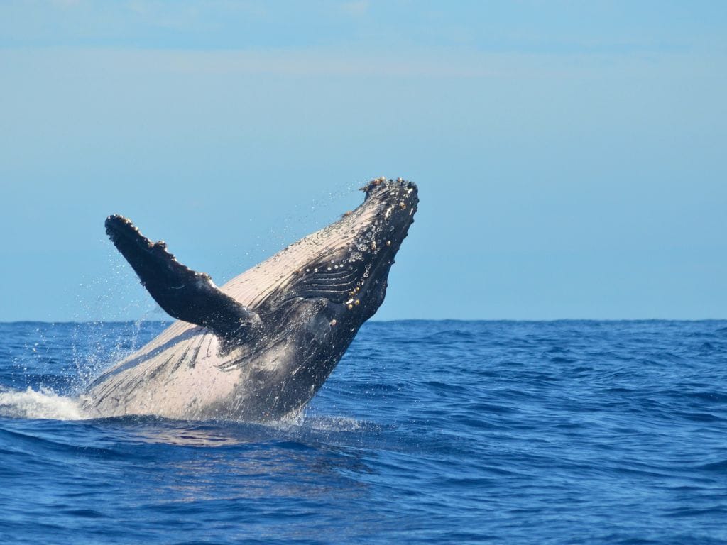 Humpback whale breaching out of the deep blue ocean near Hilo Hawaii with water splashing around its body and clear blue sky above. Whale watching tours are a popular wildlife experience and one of the memorable things to do in Hilo Hawaii.