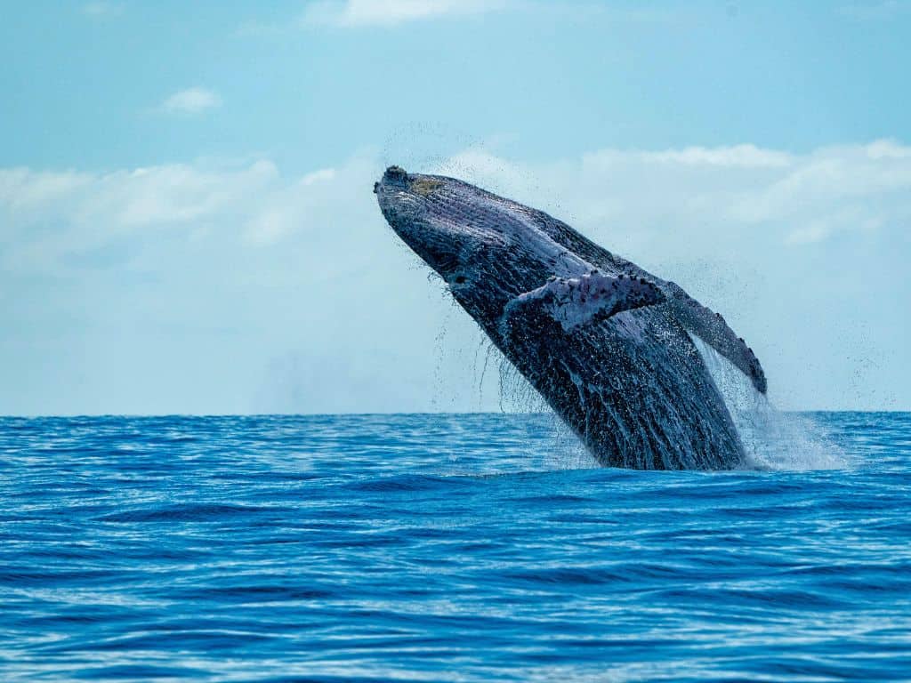 Breaching humpback whale in blue water