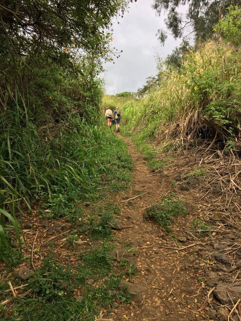 hikers walking the Captain Cook Monument Trail through super tall grass