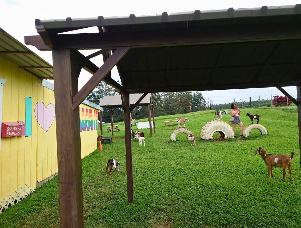 Small goats walking and standing on large tires in a grassy farm setting with a colorful building that reads "Love Hawaii" and a sign that says "Goat Treats $1.00 Each" in Hilo Hawaii. Visiting interactive farms where you can feed and play with animals is a fun and family friendly thing to do in Hilo Hawaii.