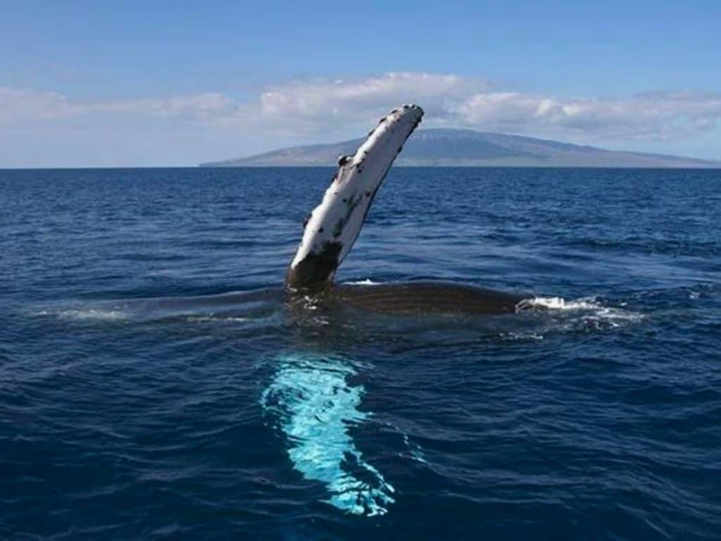 Humpback whale fin seen on Hilo Ocean Adventures tour with Mauna Loa behind it