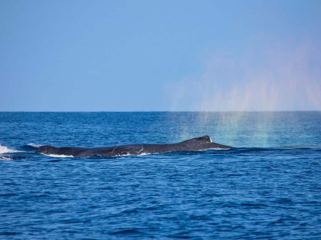Humpback whale with rainbow mist
