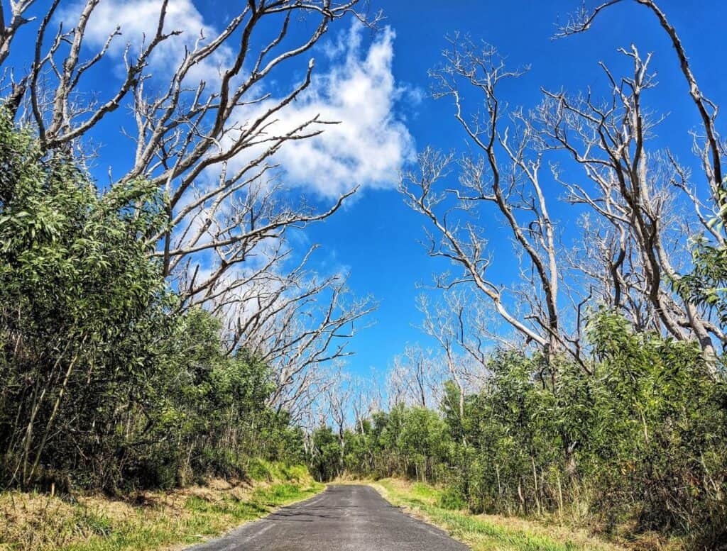 Blanched, dead koa tree forest on Mauna Loa Road