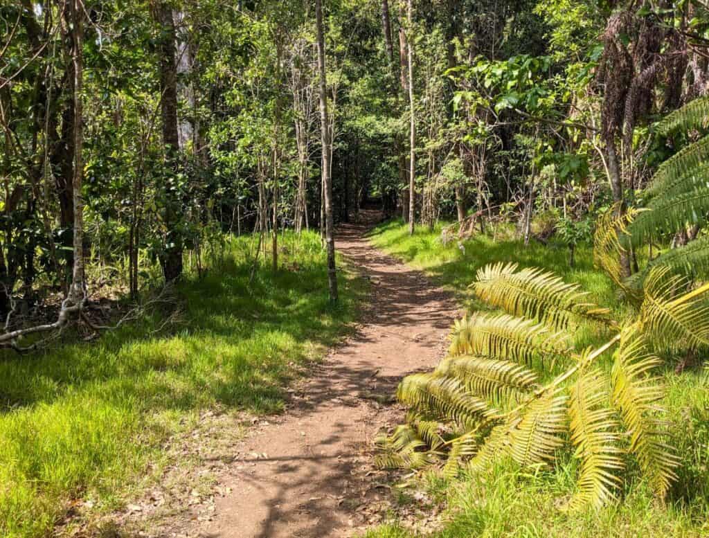 Kipukapuaula Trail through tropical forest on a sunny day