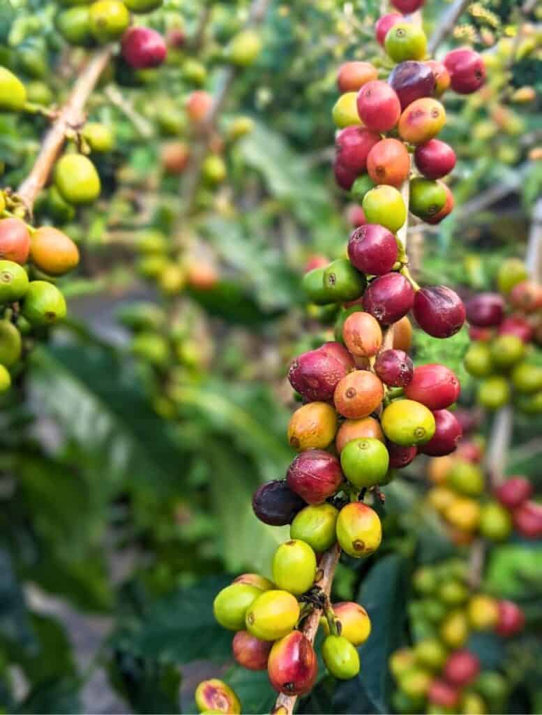 The rainbow of colors during the ripeness stages of coffee cherries on one branch from green to orange to red
