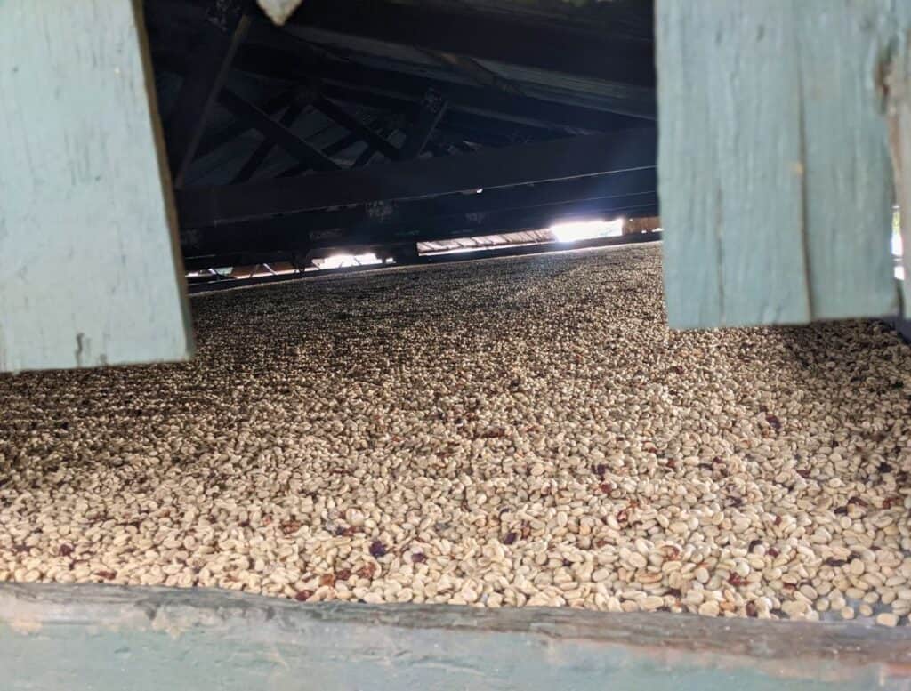 a shed with Coffee beans in the final stages of drying on the floor