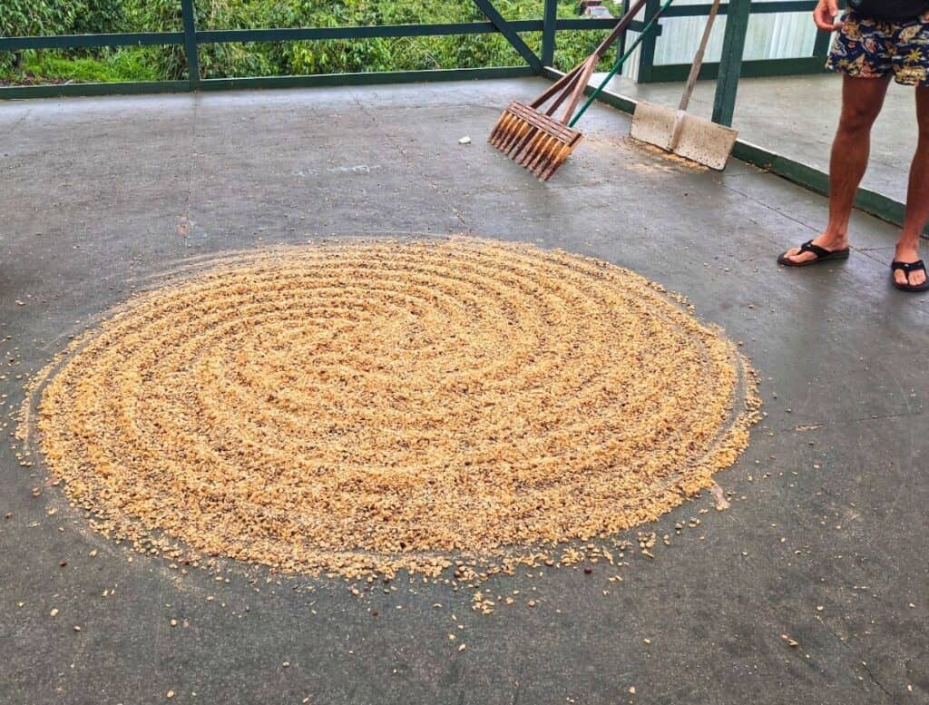 Coffee bean drying at a coffee farm in a zen garden type circle