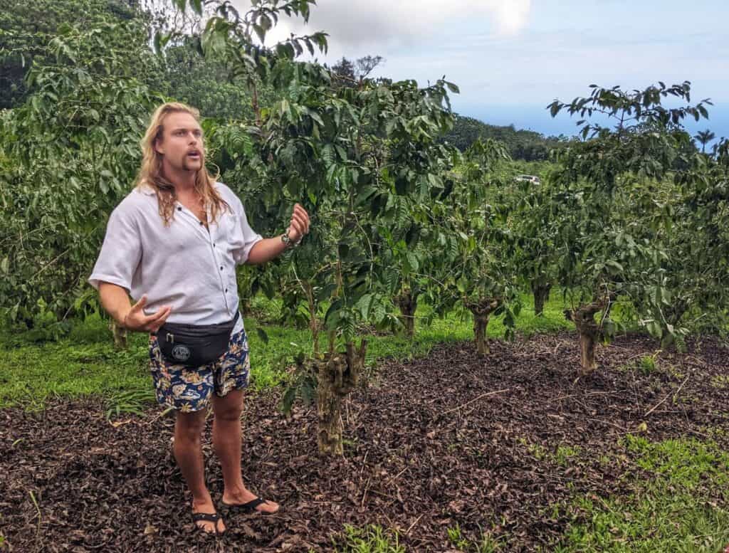 tour guide in hawaiian shorts giviing talk in the middle of coffee orchard
