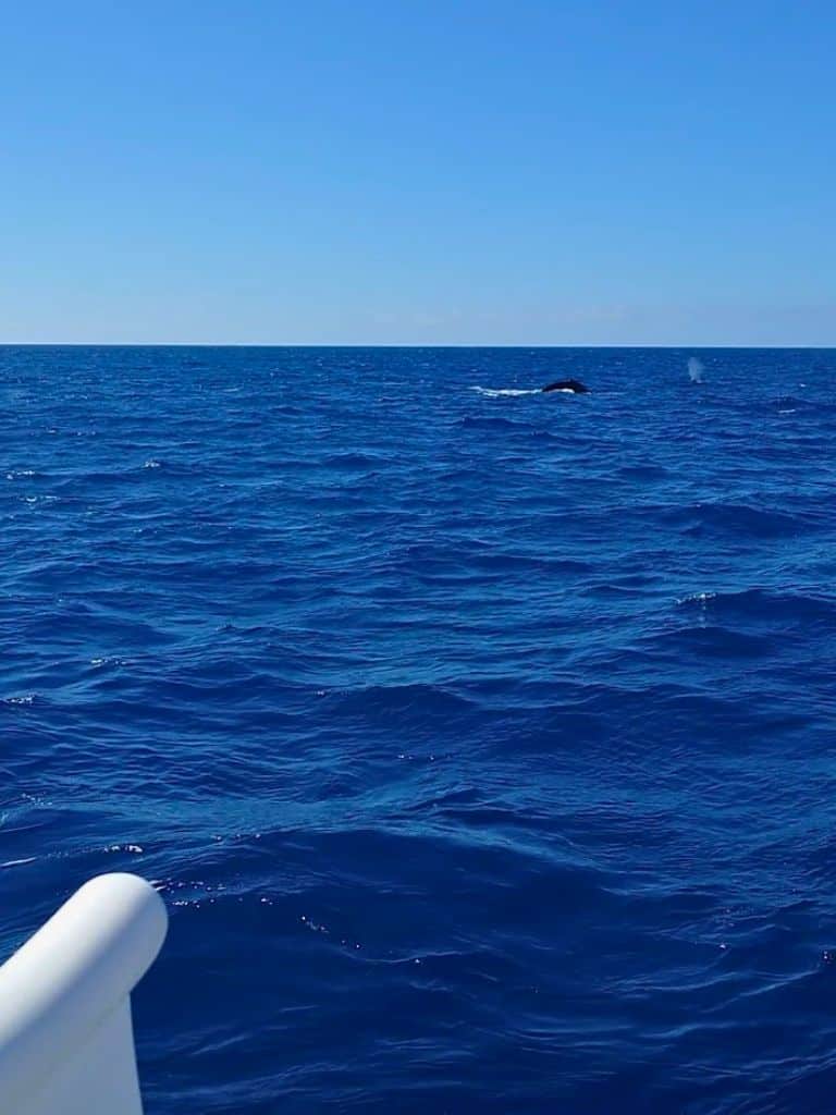 humpback fin and spout in blue ocean as seen from the boat