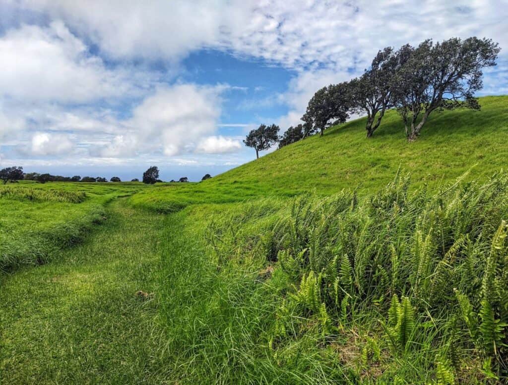 Grassy Kamakapa’a Trail with grassy cinder cone on the right