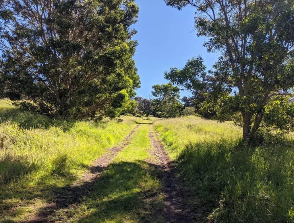 ROD Trail with 4x4 tracks through grass and forest in the sun