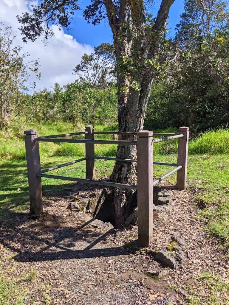Fenced off lava tree mold with new tree growing out of it