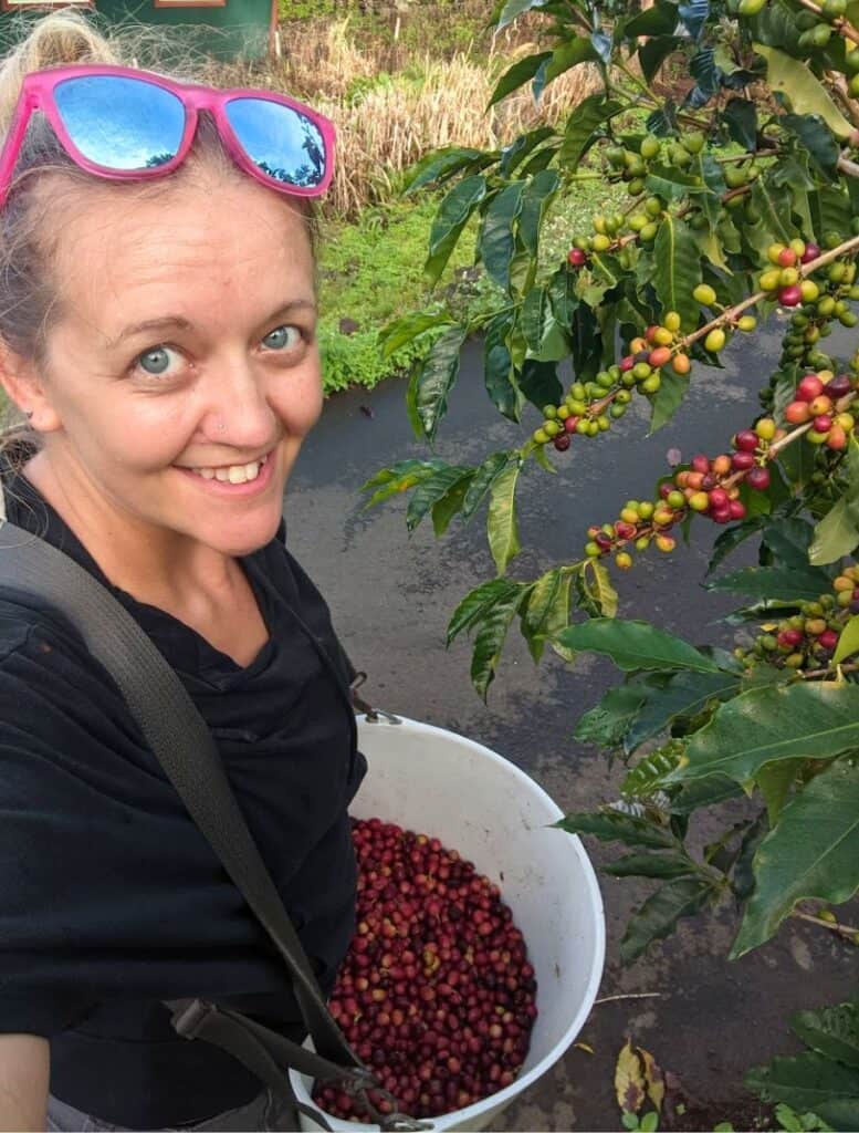 Me handpicking red Kona coffee cherries and putting them in white bucket that hangs from my neck