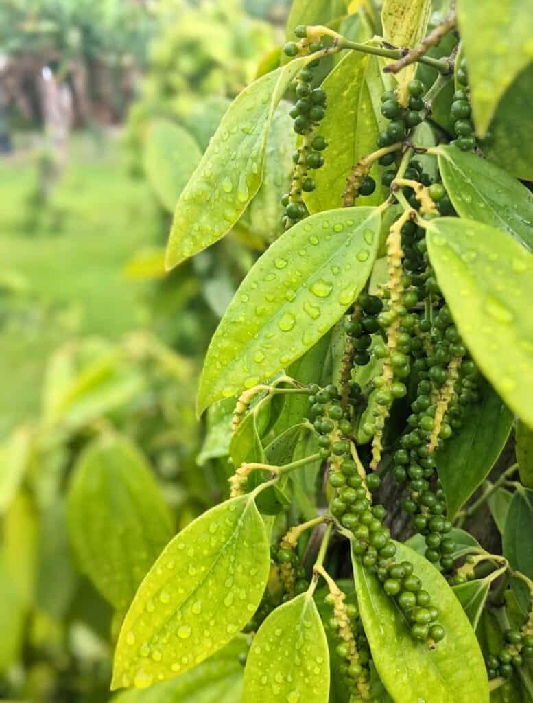 closeup of Peppercorns growing at Greenwell Farms