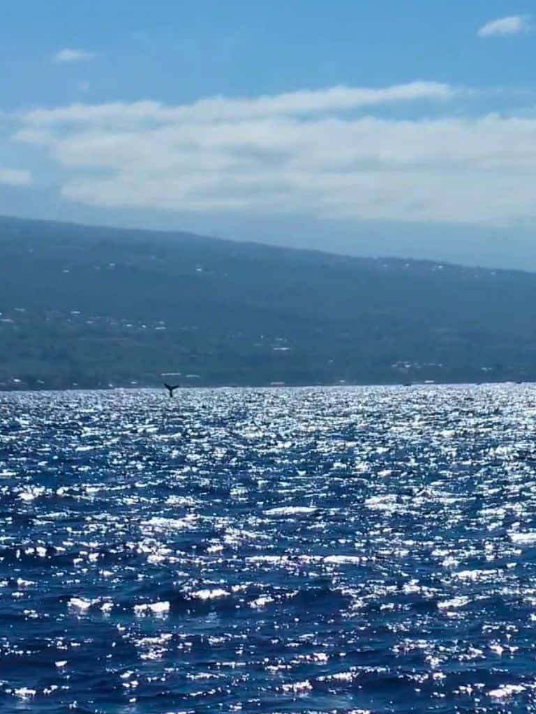 whale tail seen in the ocean against the kona coast in background
