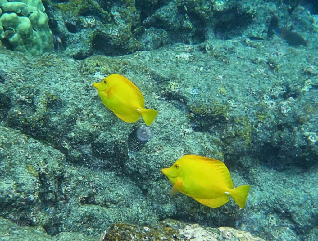 Yellow tang underwater along the coral and rocks