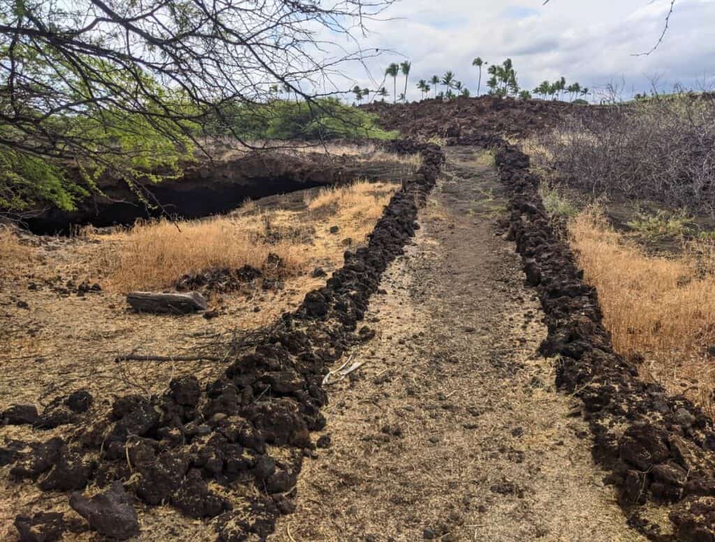 Narrow walking trail bordered by low lava rock walls crossing a dry lava field with sparse grass and palm trees in the distance. Hiking historic lava paths like this is one of the unique things to do Waikoloa while exploring ancient Hawaiian landscapes.