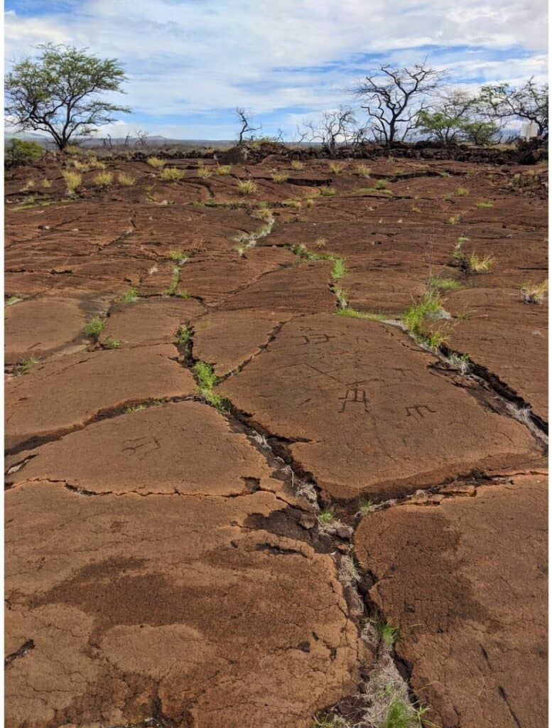 field of brown lava with Puako Petroglyphs