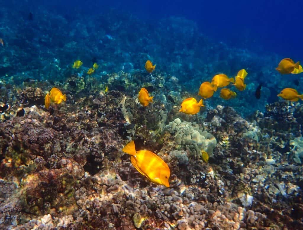 School of bright yellow tropical fish swimming above a colorful coral reef in clear blue ocean water off the Big Island. Snorkeling over coral reefs to see vibrant marine life is one of the most popular things to do Waikoloa visitors enjoy along the Kohala Coast.