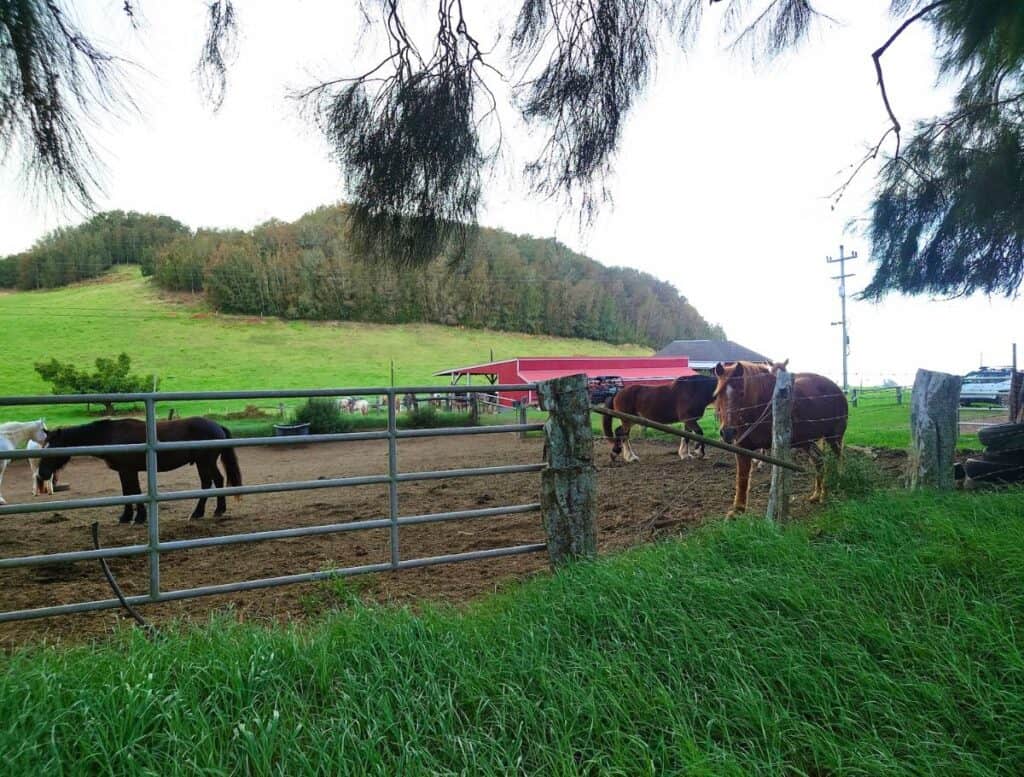 Horses ready for a ride at Paniolo Adventures, corraled in a pen