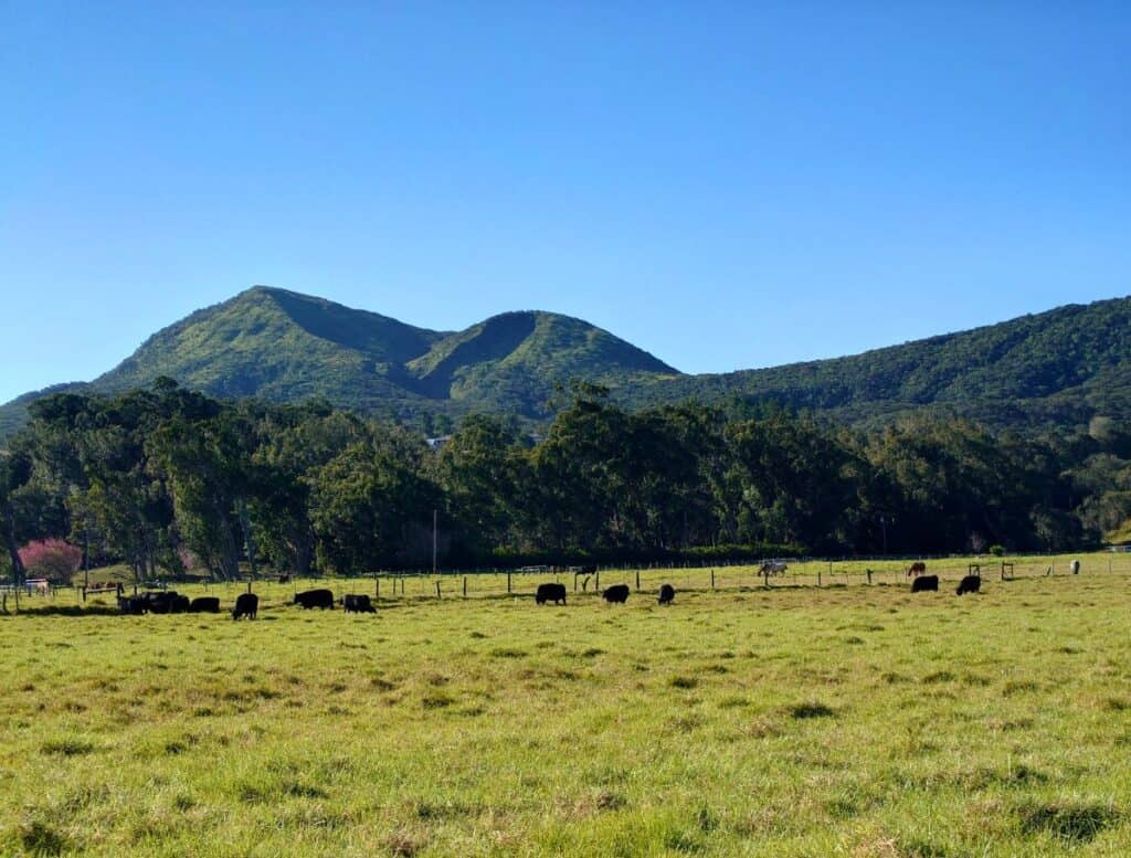 Waimea cattle grazing beneath a grassy pu'u