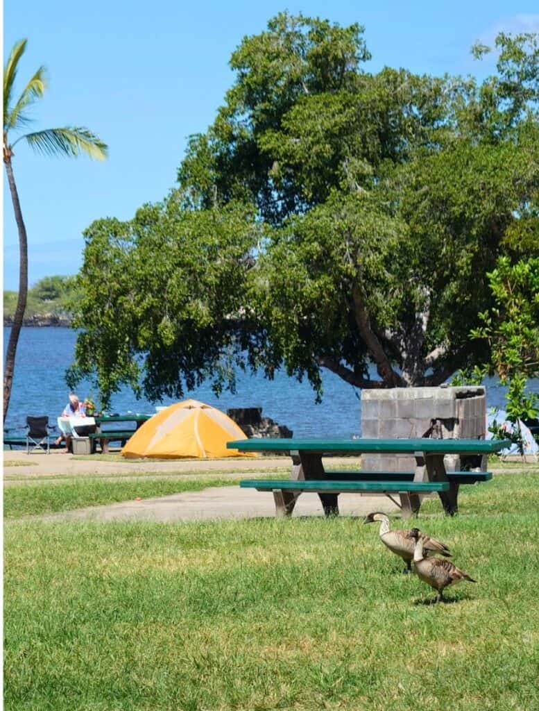 Tent camper at Spencer Beach with nene on the lawn