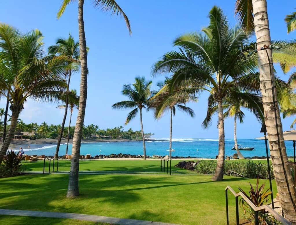 a palm trees on a beach