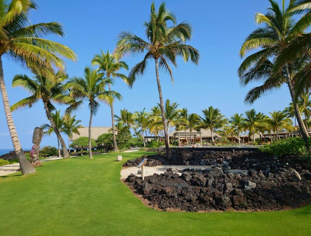 a green lawn with palm trees
