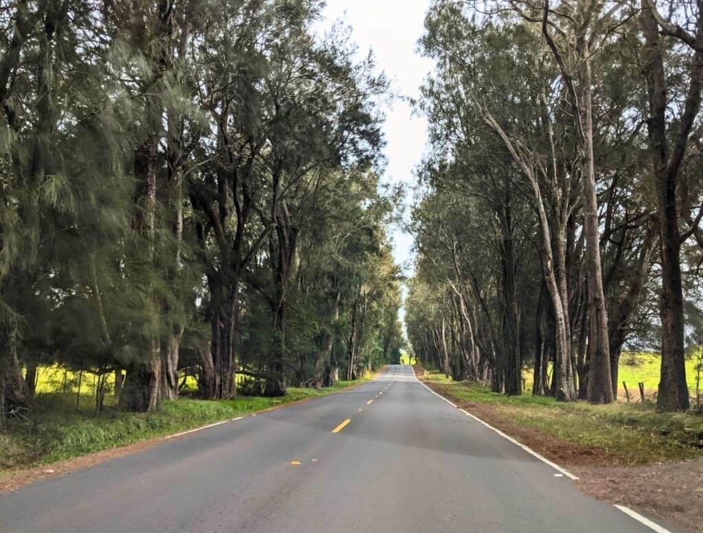 Scenic two lane road lined with tall trees forming a natural tunnel of greenery along the countryside near Hawi. Peaceful drive on the northern Big Island where visitors enjoy scenic routes while exploring things to do Hawi.