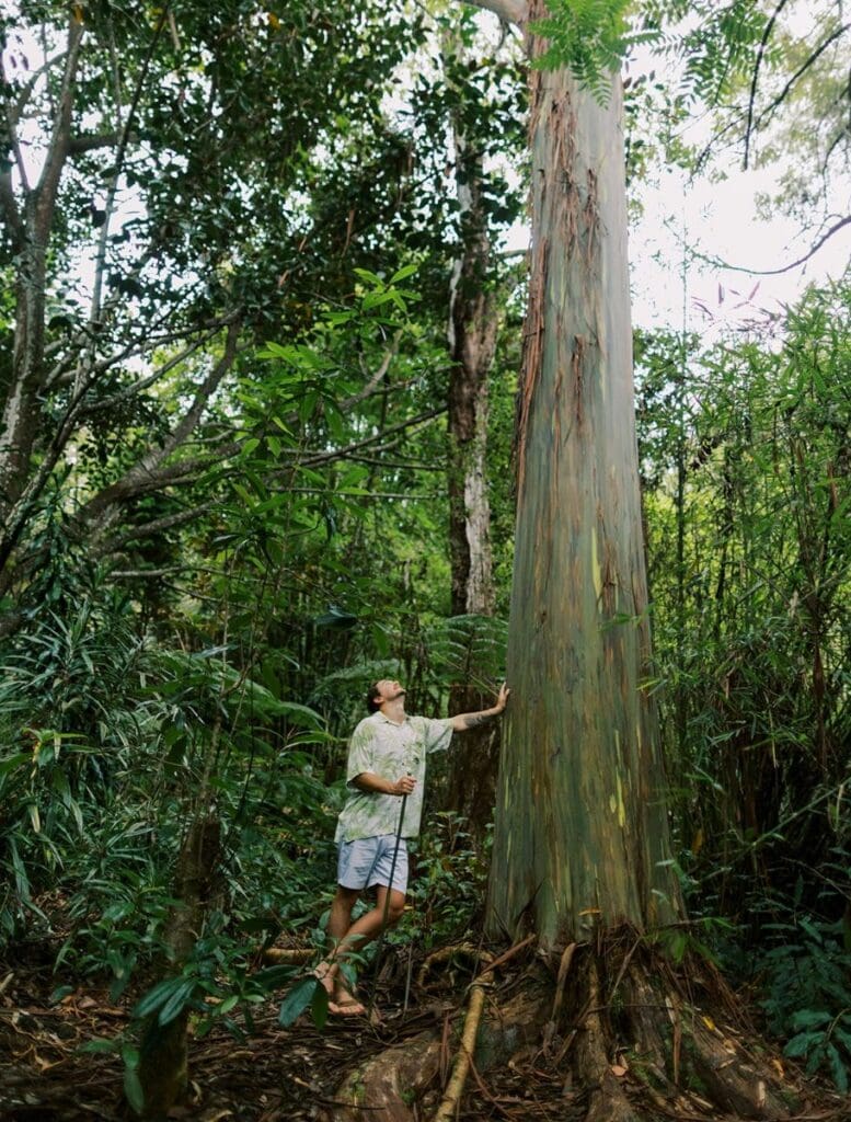 hiker standing by Rainbow Eucalyptus tree on Kona Cloud Sanctuary hike