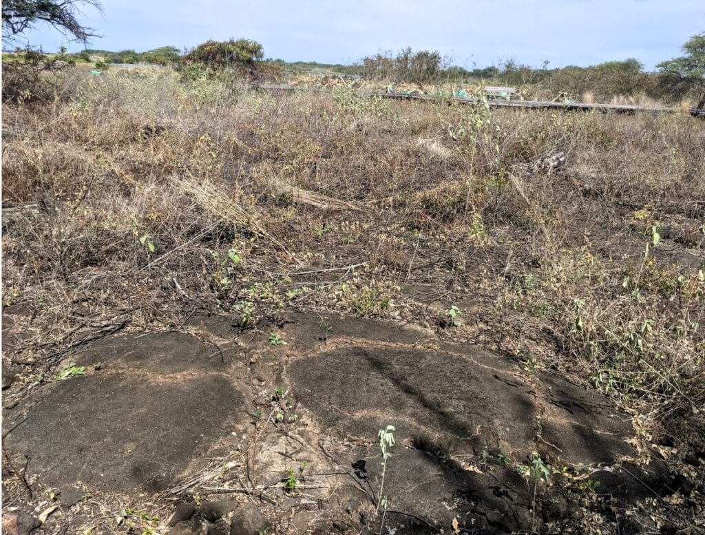 Hard to see the papamu petroglyph at Kaloko-Honokōhau National Historical Park