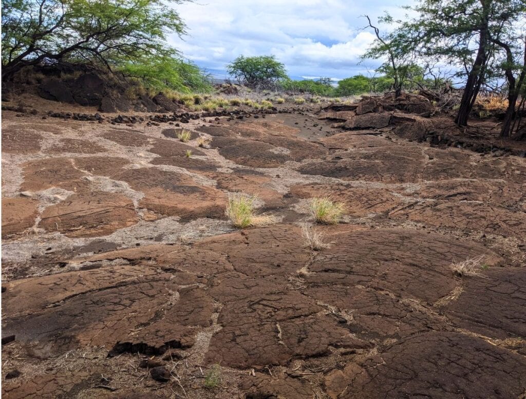 Puako Petroglyph Park field with kiawe trees on the edges
