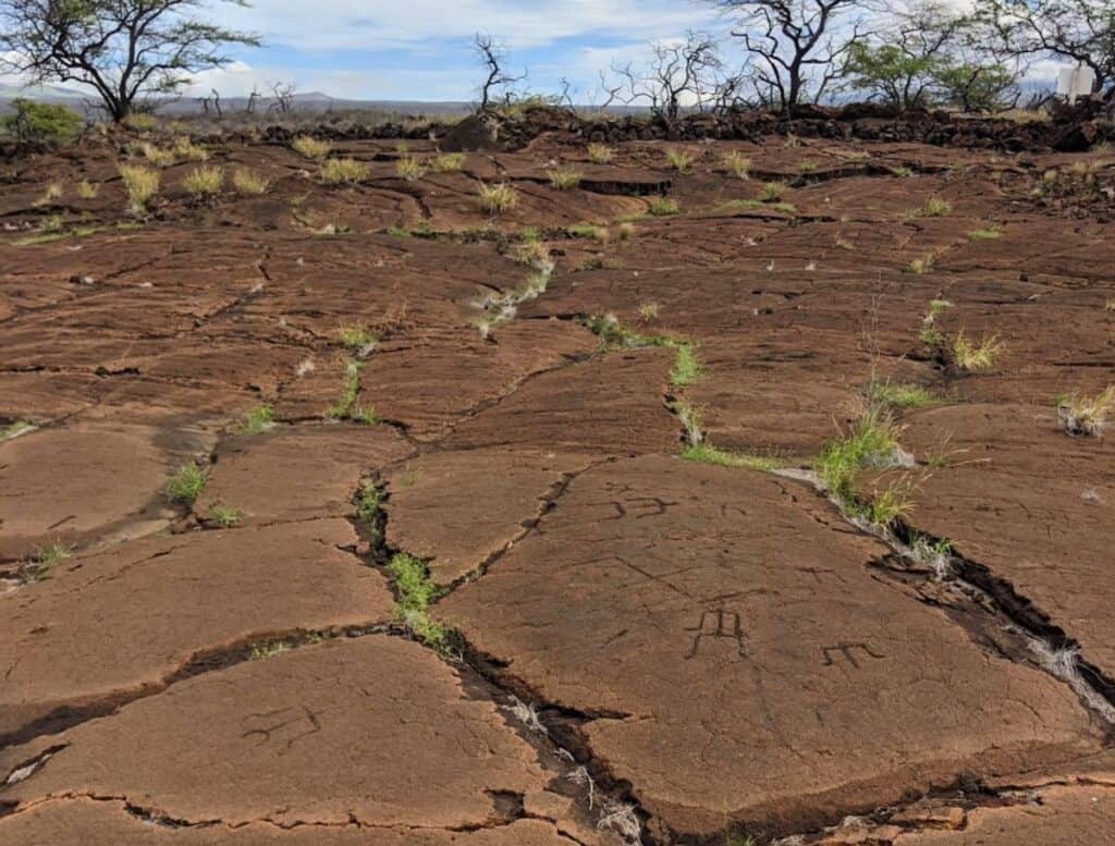 Puako Petroglyph field in reddish stone
