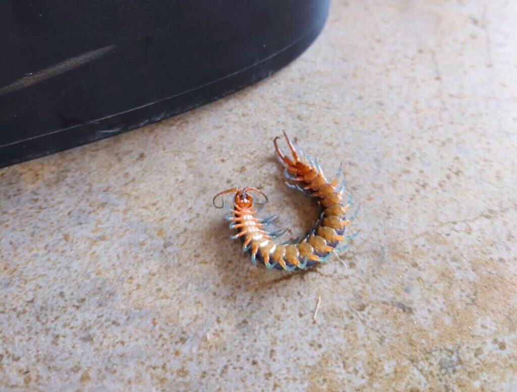 upside down Dead centipede I found by trash can