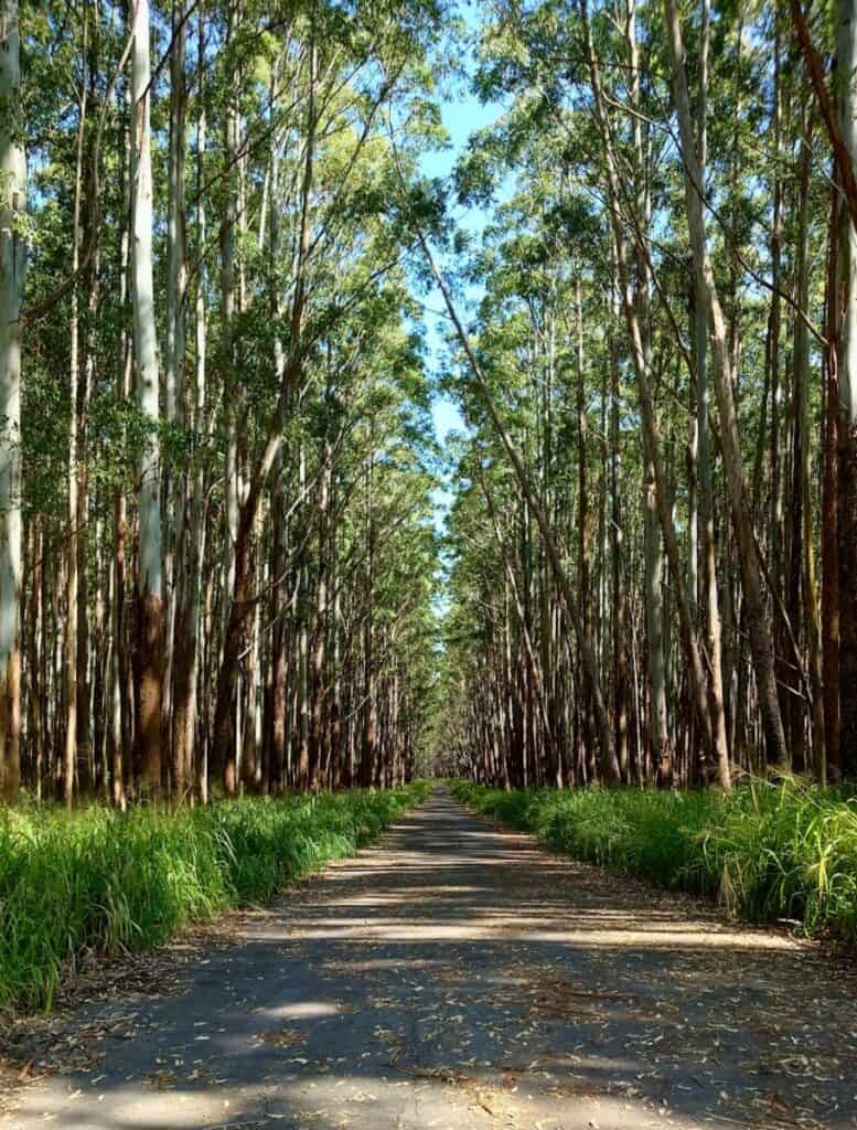 Road in Hamakua lined with eucalyptus trees